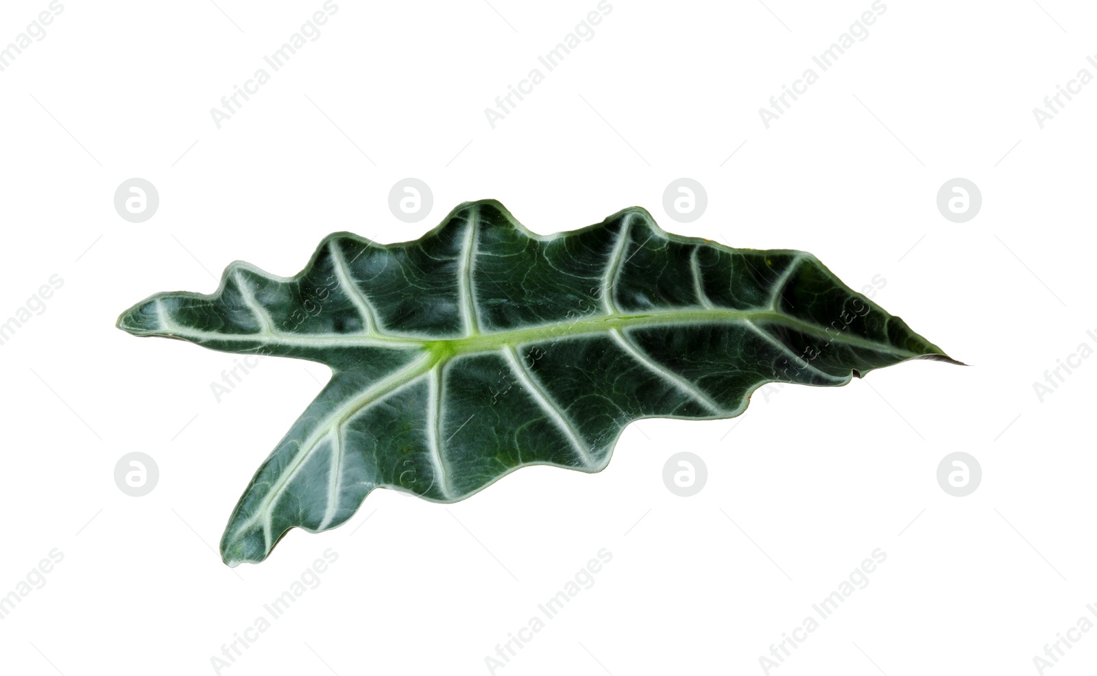 Photo of Leaf of tropical alocasia plant isolated on white