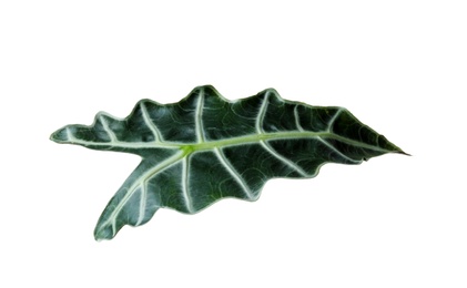 Photo of Leaf of tropical alocasia plant isolated on white