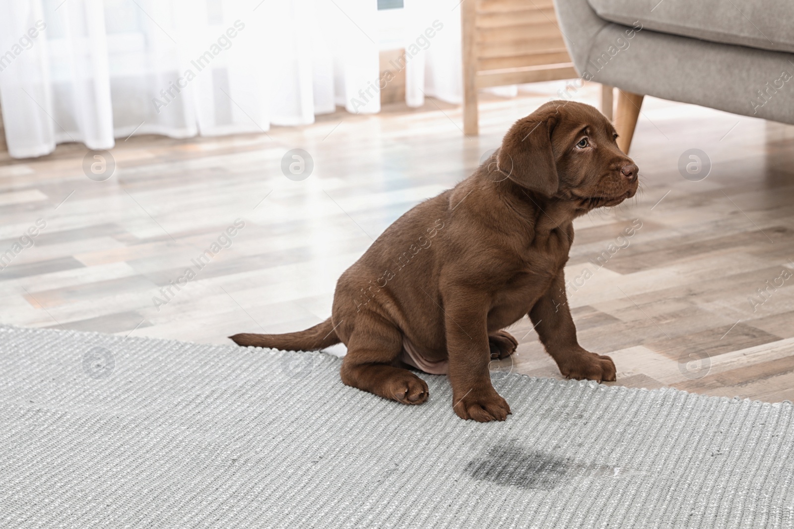 Photo of Chocolate Labrador Retriever puppy and wet spot on carpet indoors