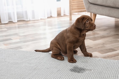 Photo of Chocolate Labrador Retriever puppy and wet spot on carpet indoors