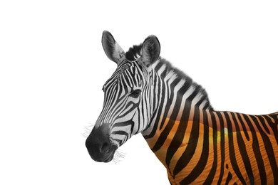 Image of Double exposure of striped African zebra and sandy desert