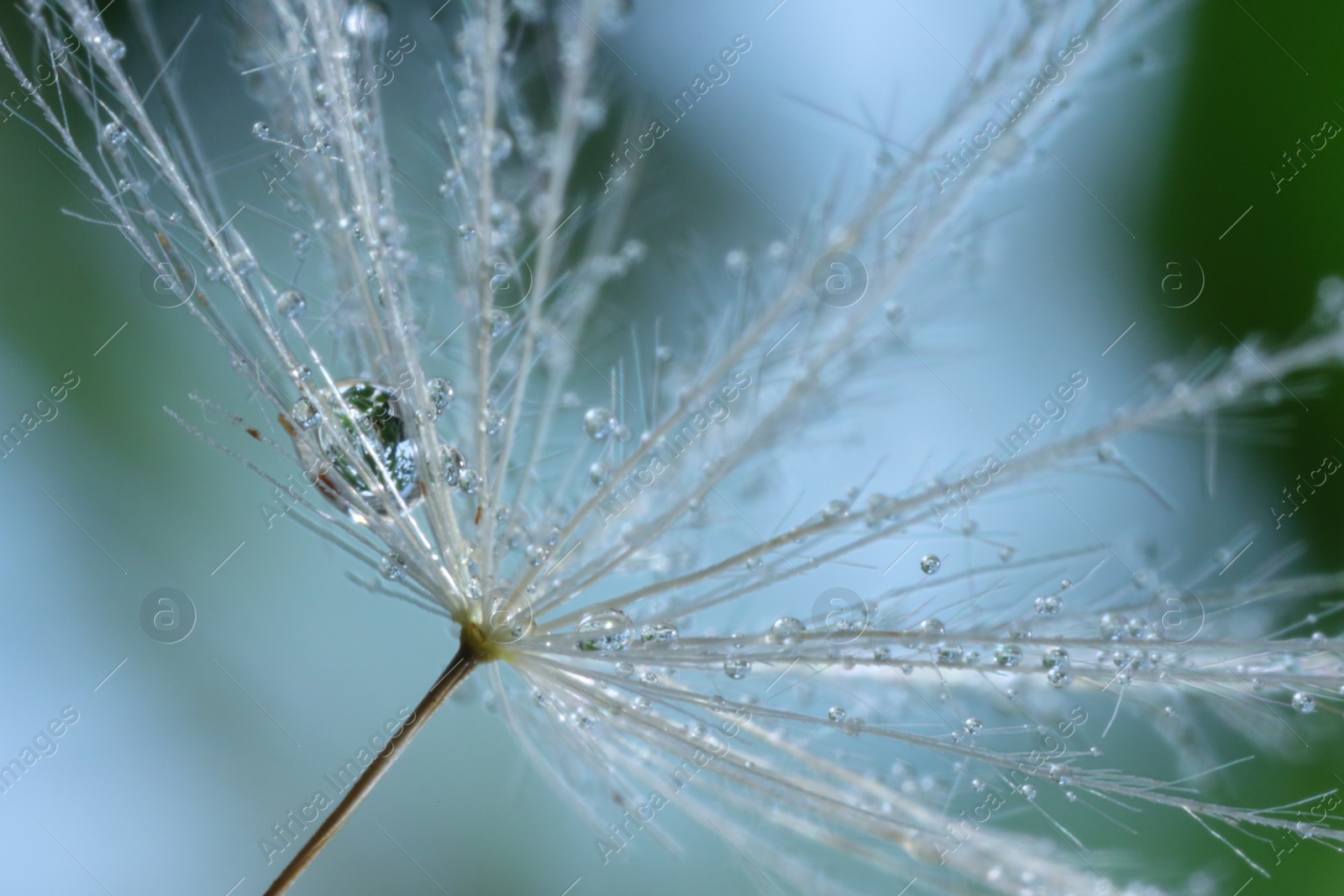 Photo of Seeds of dandelion flower with water drops on blurred background, macro photo