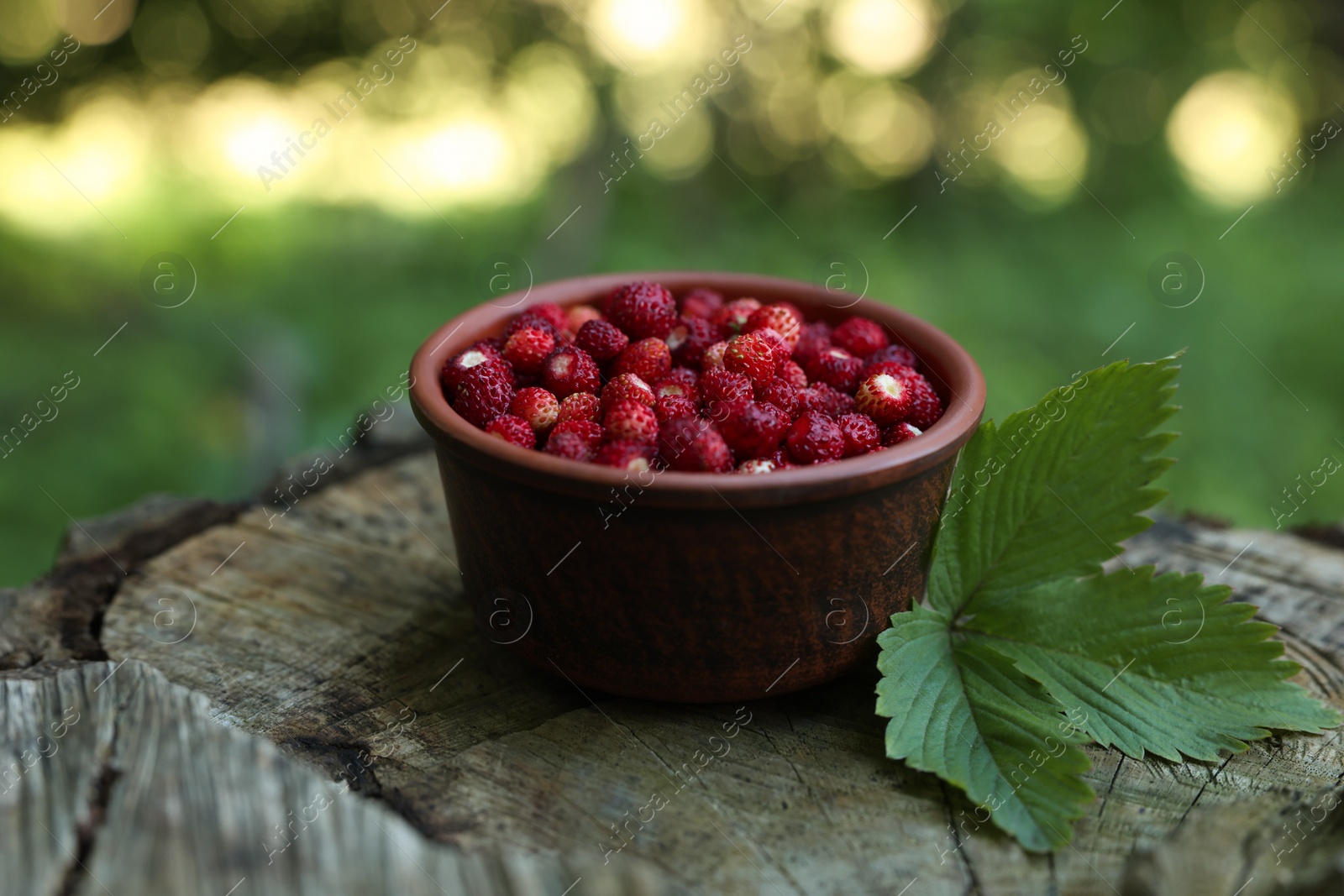 Photo of Bowl of tasty wild strawberries and green leaves on stump against blurred background