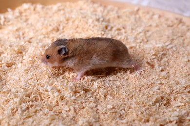 Photo of Cute little fluffy hamster on wooden shavings