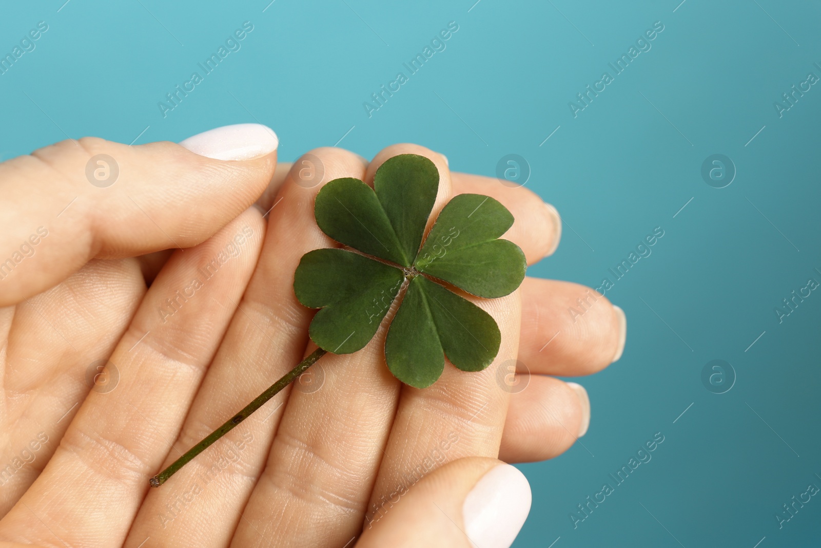 Photo of Woman holding green four leaf clover on light blue background, closeup