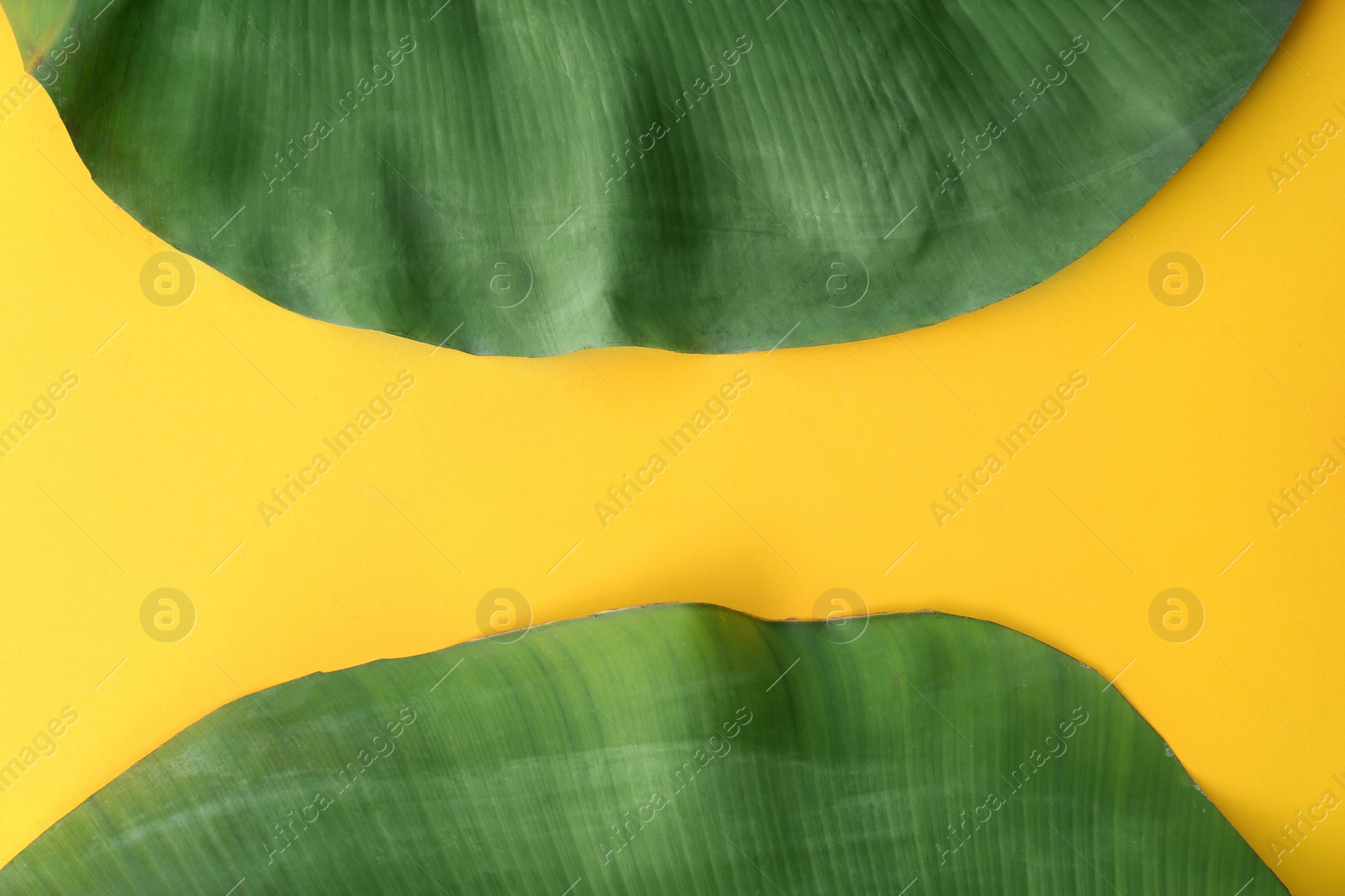 Photo of Fresh green banana leaves on color background, flat lay with space for text. Tropical foliage