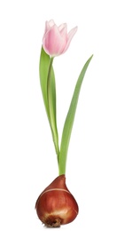 Image of Pink tulip flower with bulb on white background