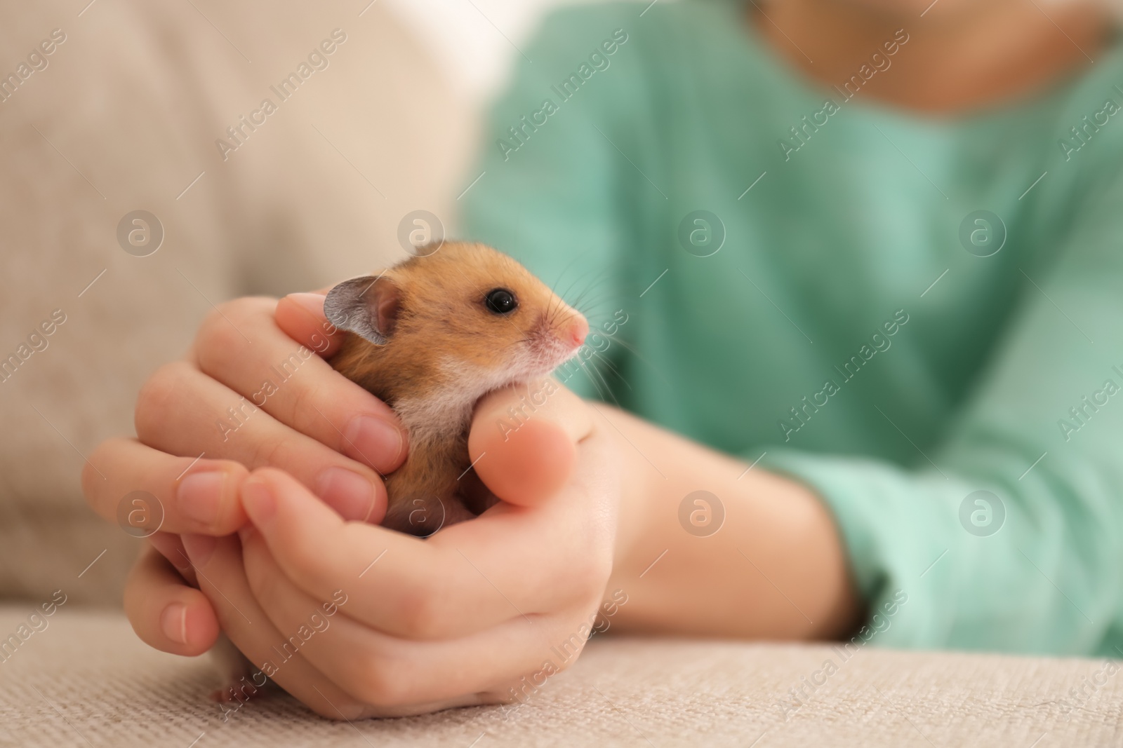 Photo of Little girl holding cute hamster at home, closeup