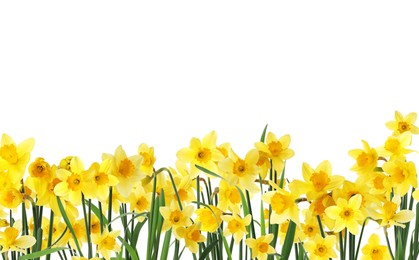 Image of Many beautiful yellow daffodils on white background