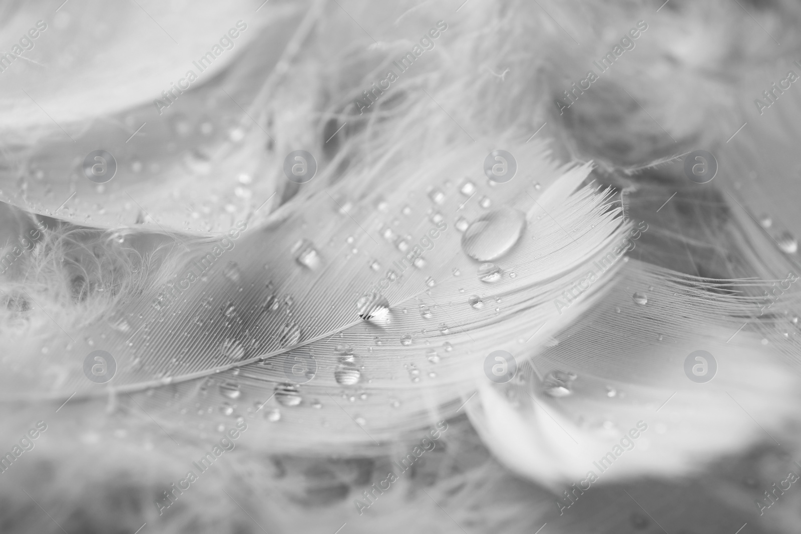 Photo of Fluffy white feathers with water drops as background, closeup