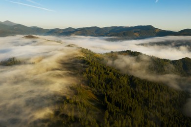 Aerial view of beautiful mountain forest covered with fluffy clouds. Drone photography