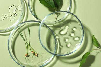 Photo of Flat lay composition with Petri dishes and plants on pale light green background