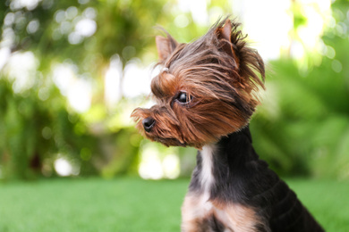 Photo of Cute Yorkshire terrier in garden. Lovely dog