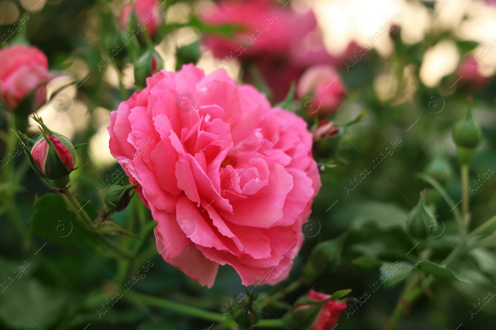 Photo of Closeup view of beautiful blooming rose bush outdoors on summer day