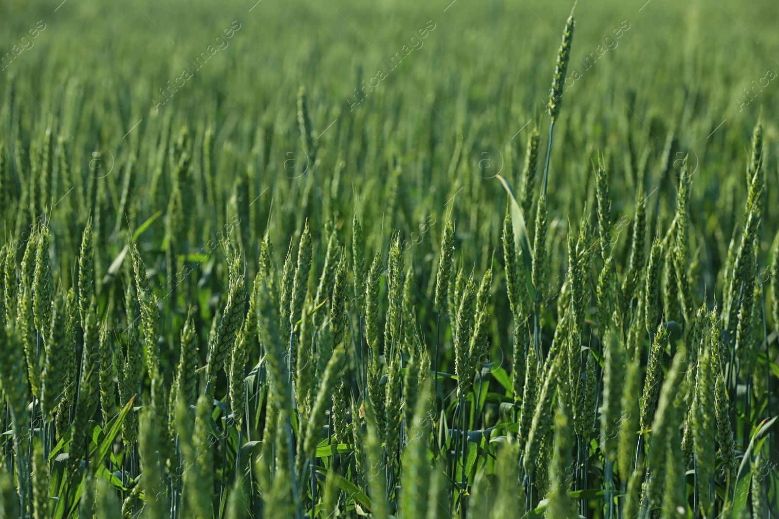 Photo of Wheat field on sunny day. Amazing nature in  summer