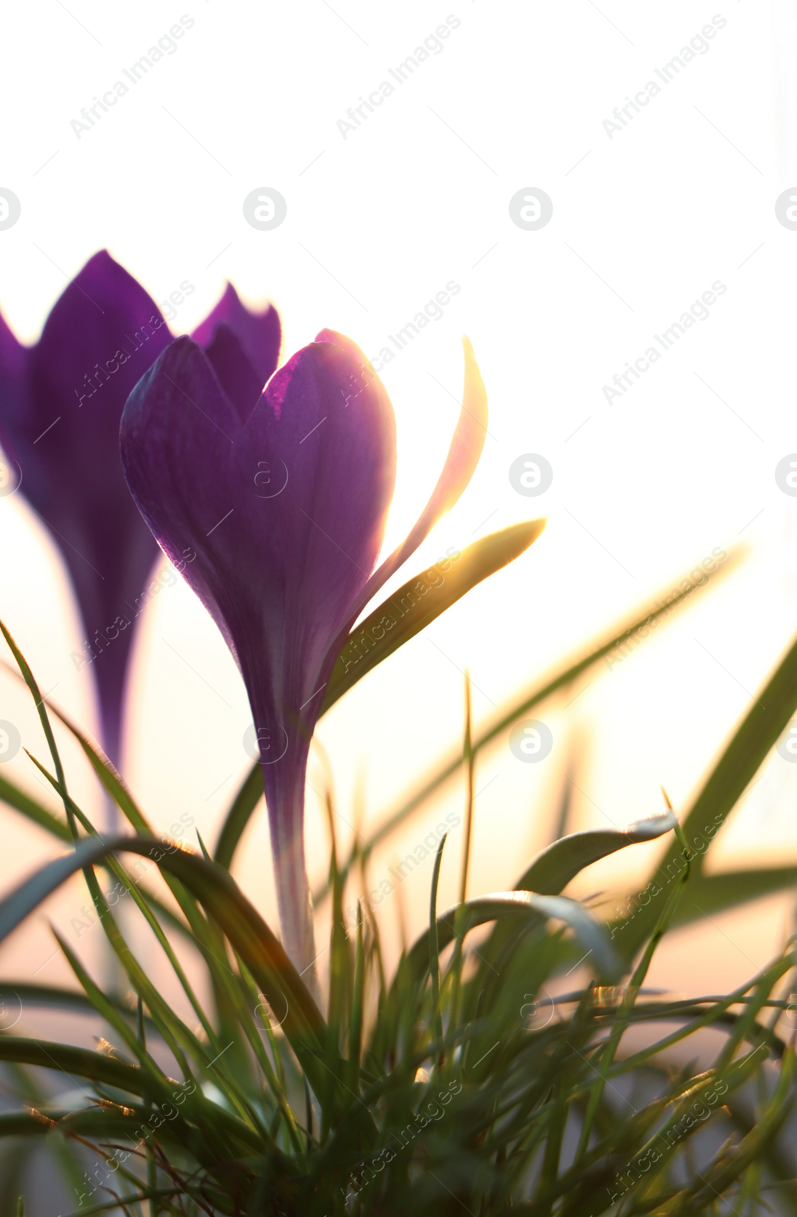 Photo of Fresh purple crocus flowers growing in spring morning