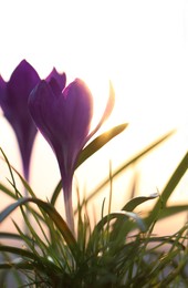 Photo of Fresh purple crocus flowers growing in spring morning