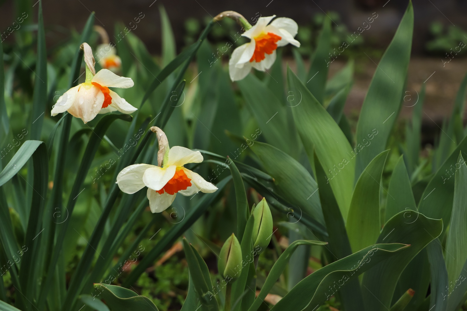 Photo of Beautiful blooming daffodils outdoors on spring day