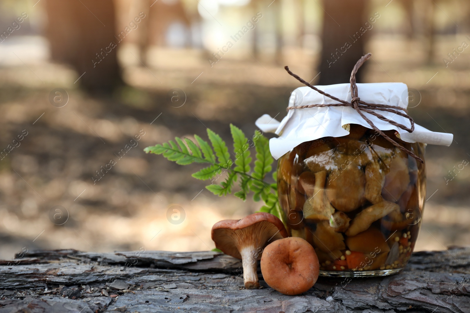 Photo of Fresh and pickled mushrooms in forest, closeup