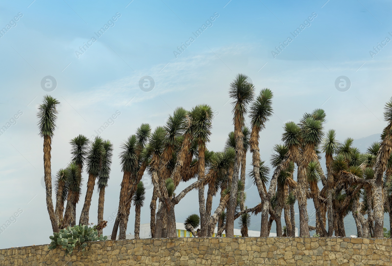 Photo of Many beautiful Joshua trees growing under cloudy sky