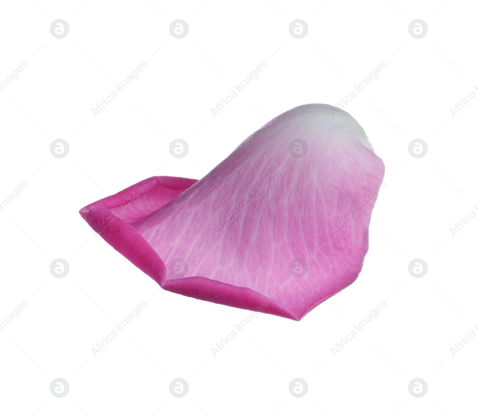 Photo of Pink rose flower petal on white background