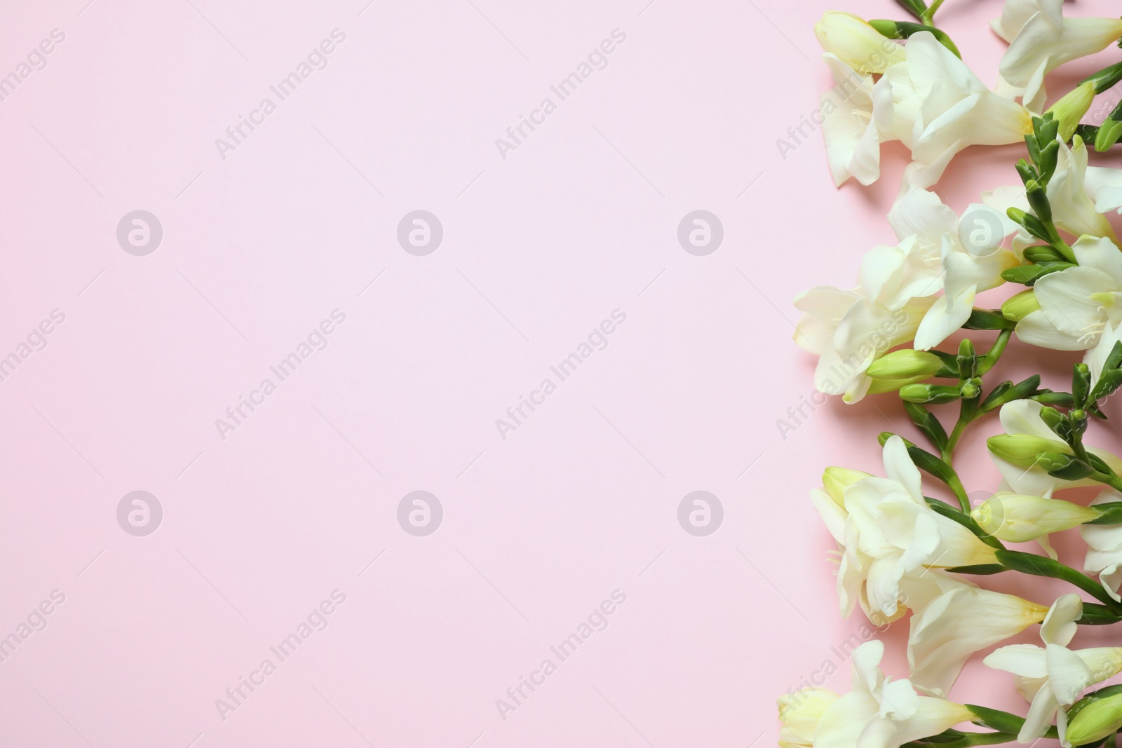 Photo of Beautiful freesia flowers on light pink background, flat lay. Space for text