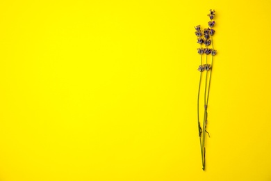 Lavender flowers on color background, top view