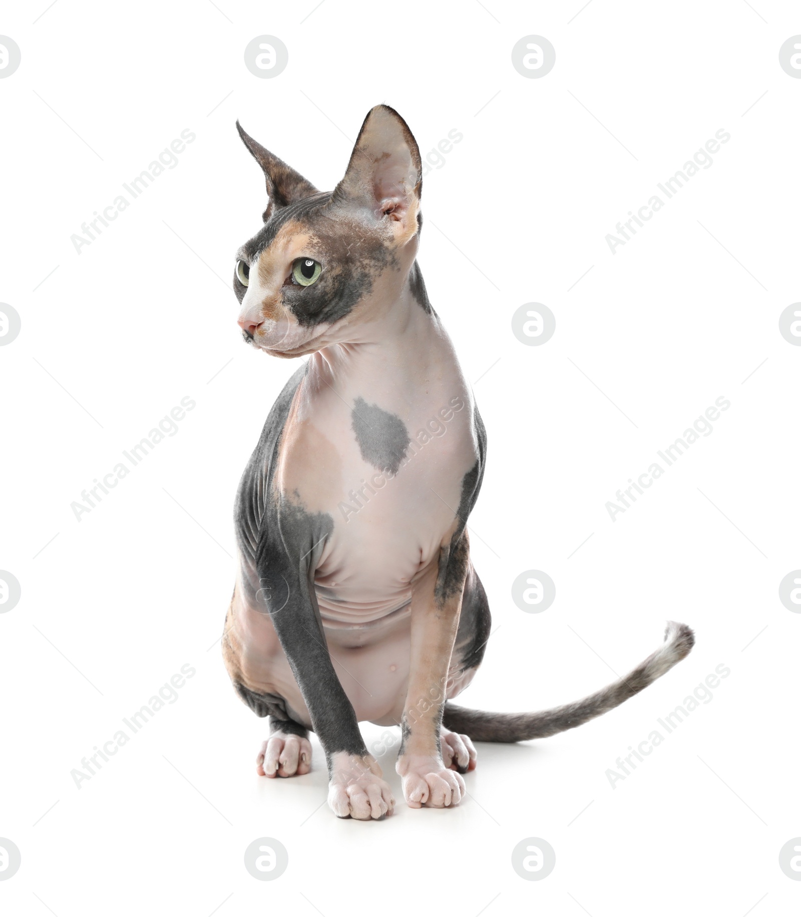 Photo of Cute sphynx cat isolated on white. Friendly pet