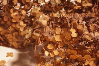 Beautiful dried hortensia flowers on beige background, closeup. Space for text