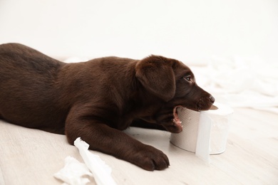 Cute chocolate Labrador Retriever puppy and torn paper on floor indoors