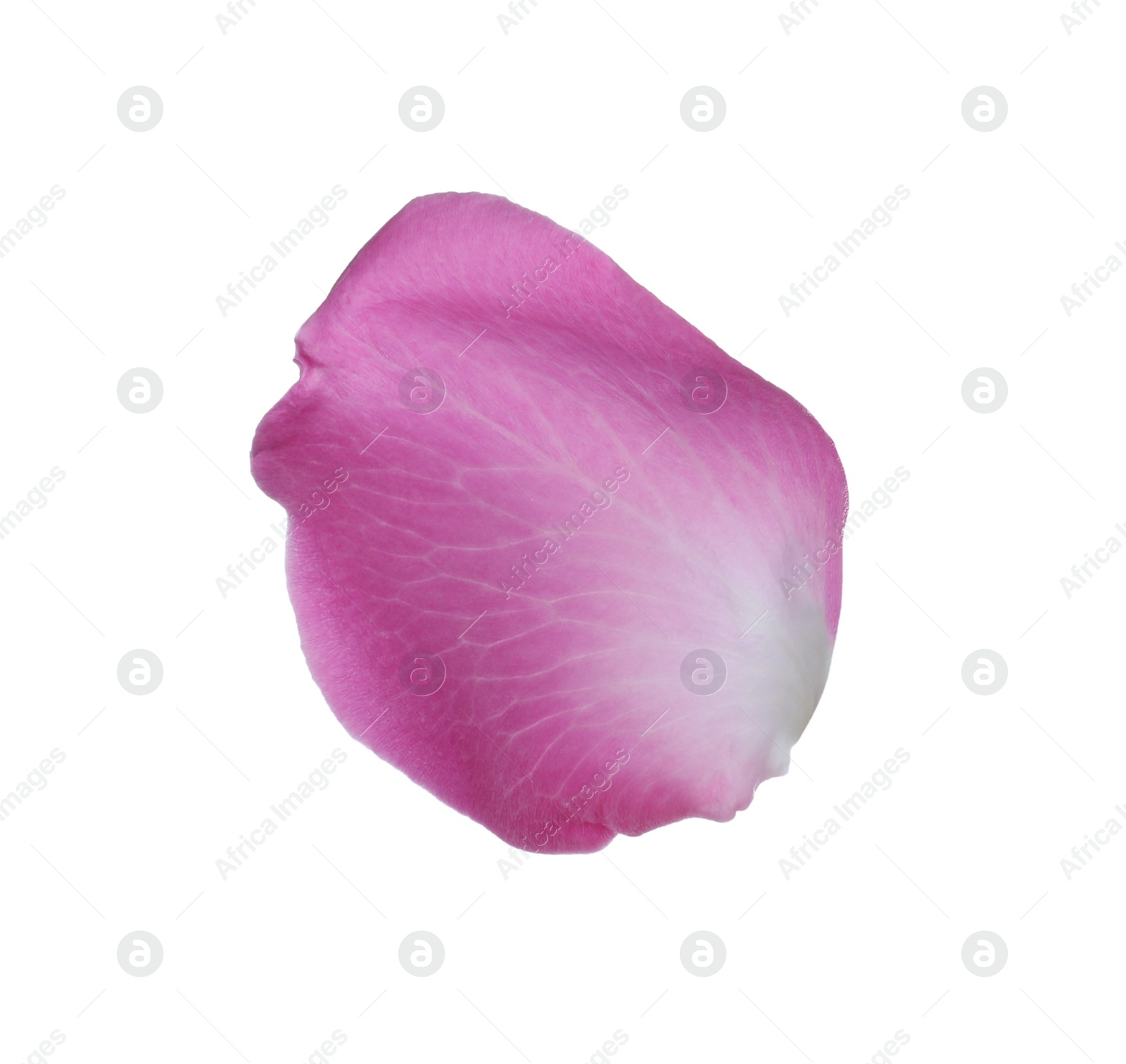 Photo of Pink rose flower petal on white background