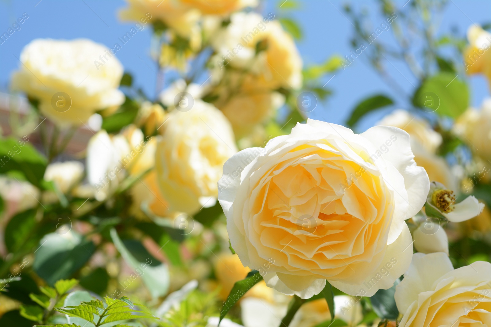 Photo of Beautiful yellow rose flower blooming outdoors on sunny day, closeup. Space for text