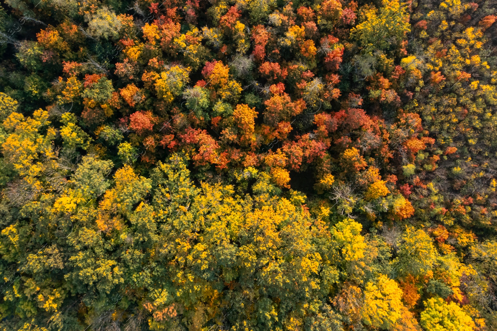 Image of Aerial view of beautiful forest on autumn day