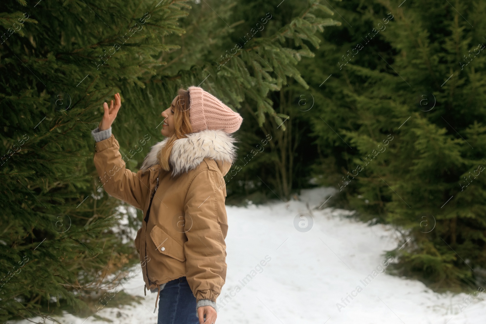 Photo of Young woman touching fir branch in snowy forest, space for text. Winter vacation