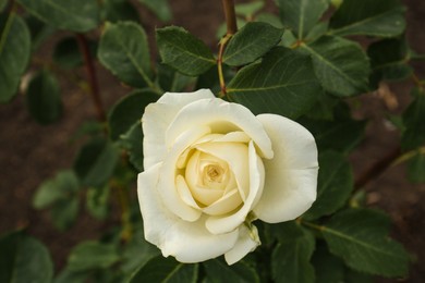 Closeup view of beautiful blooming rose bush outdoors