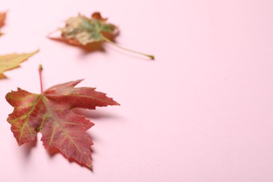 Photo of Colorful autumn leaves on pink background. Space for text