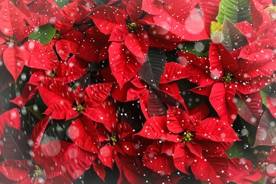Image of Traditional Christmas poinsettia flowers as background, top view. Snowfall effect on foreground