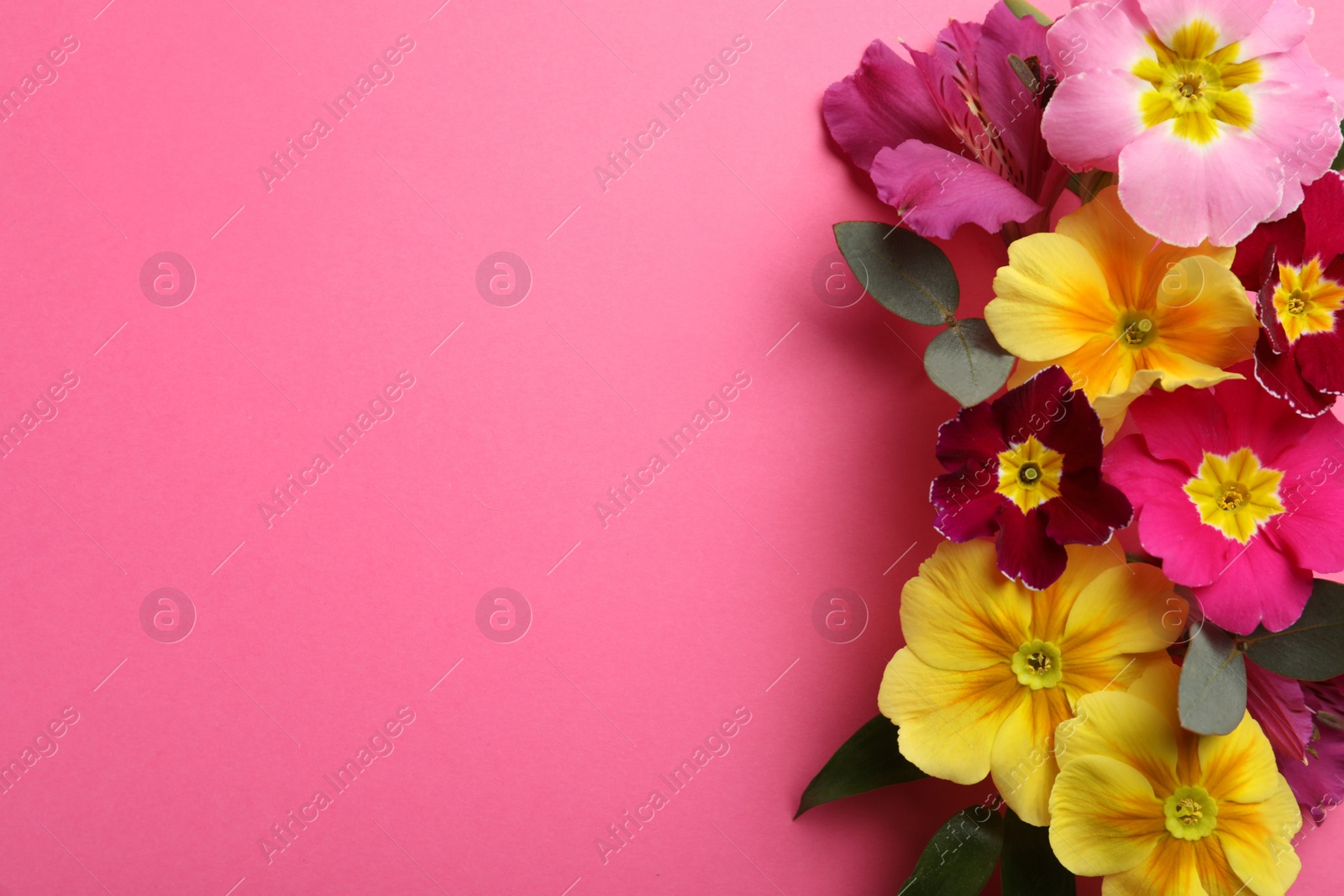 Photo of Primrose Primula Vulgaris flowers on pink background, top view with space for text. Spring season