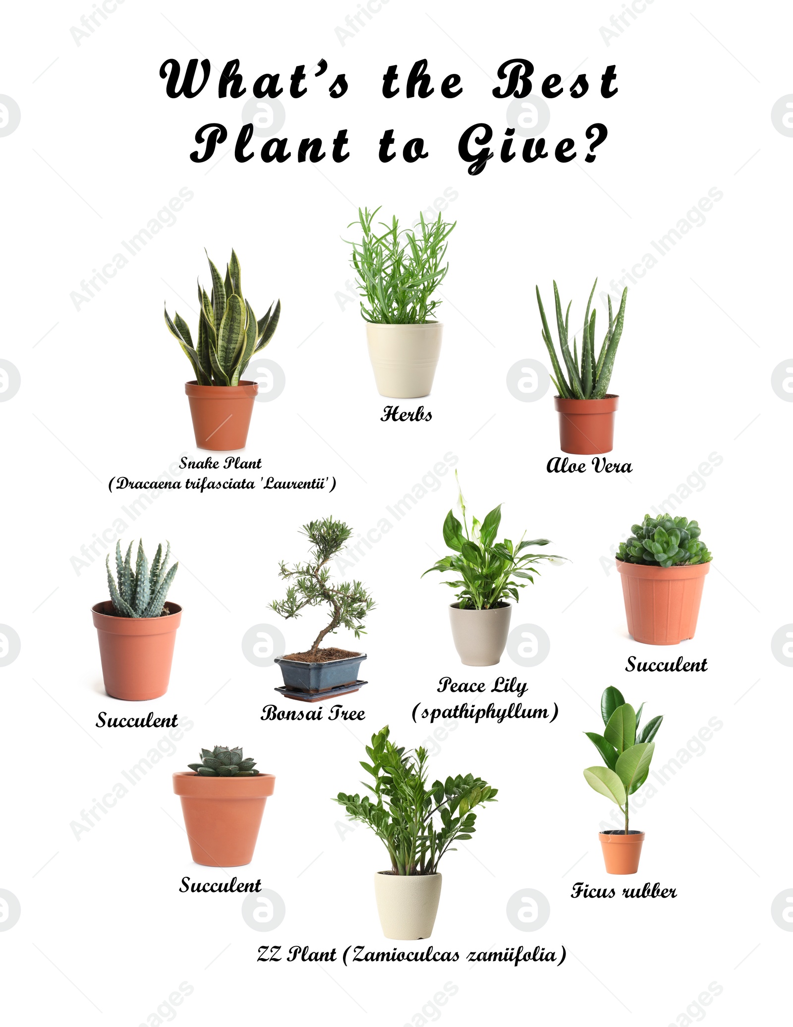 Image of Set of different houseplants on white background. Best gifts for plant lovers 