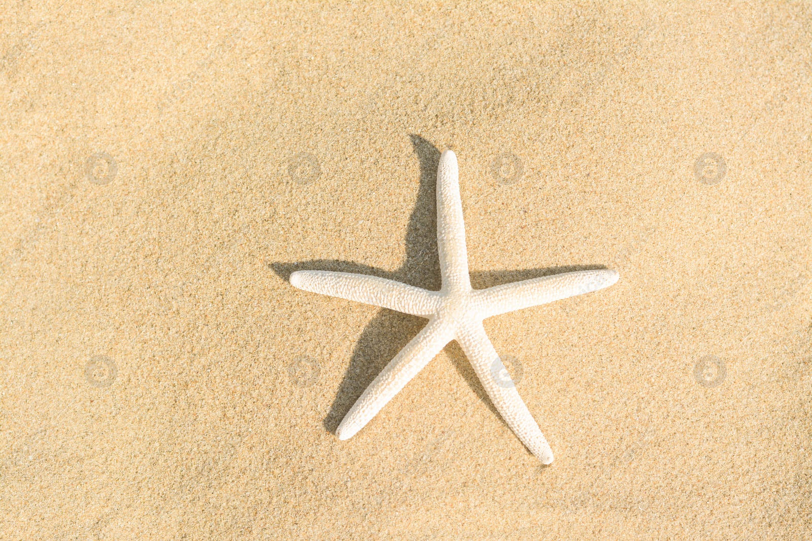 Photo of Beautiful starfish on sandy beach, top view