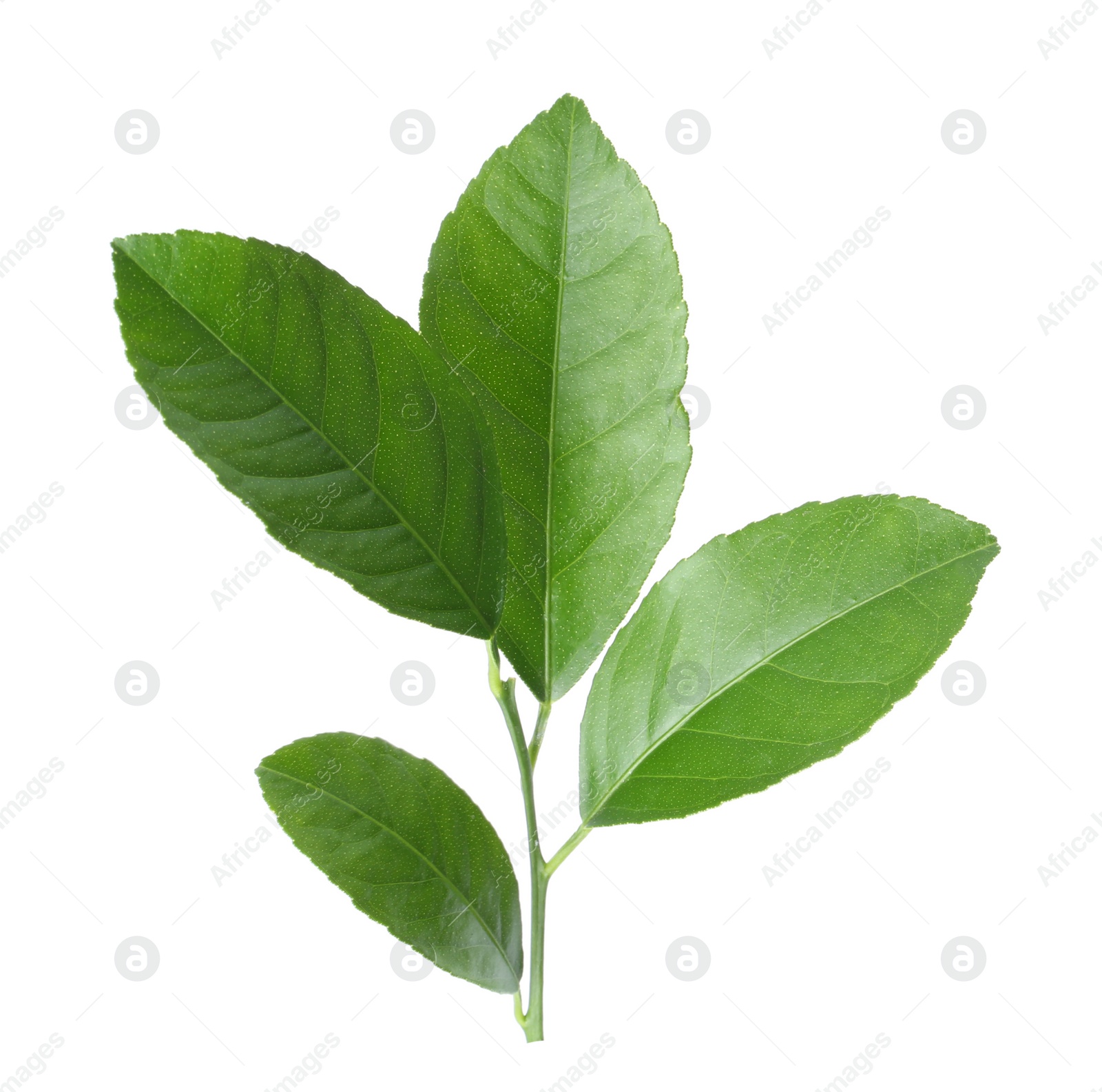 Photo of Fresh twig with green citrus leaves on white background