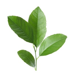 Photo of Fresh twig with green citrus leaves on white background