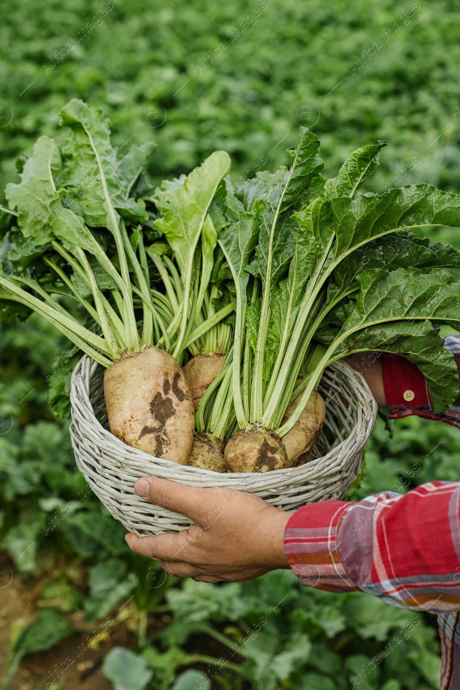 Photo of Man holding wicker basket with white beets in field, closeup