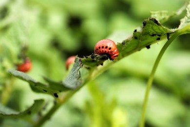 Photo of Colorado potato beetle larva on plant outdoors, closeup