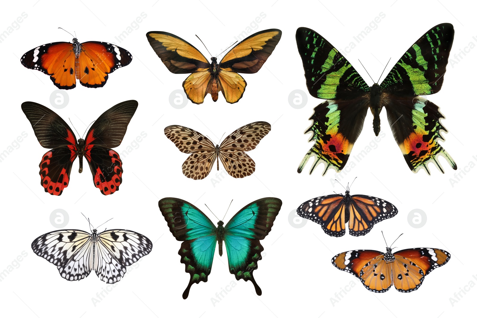 Image of Set of beautiful butterflies on white background