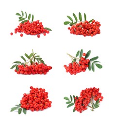 Set with ripe rowan berries on white background