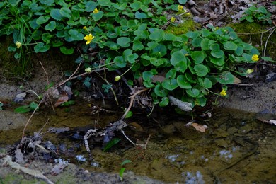 Photo of Beautiful plant with yellow flowers growing near puddle outdoors