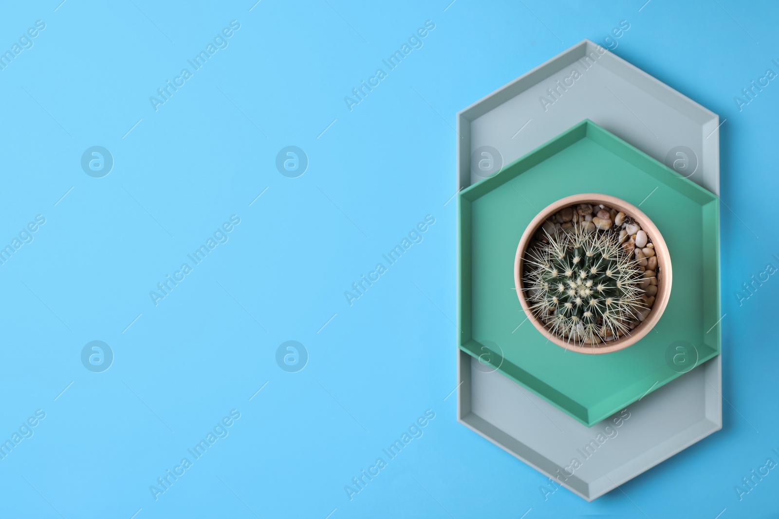 Photo of Flat lay composition with cactus on color background, space for text