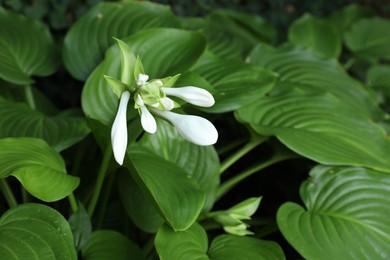 Photo of Beautiful hosta plantaginea with white flowers and green leaves in garden, closeup