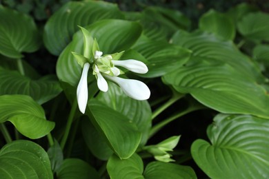 Beautiful hosta plantaginea with white flowers and green leaves in garden, closeup